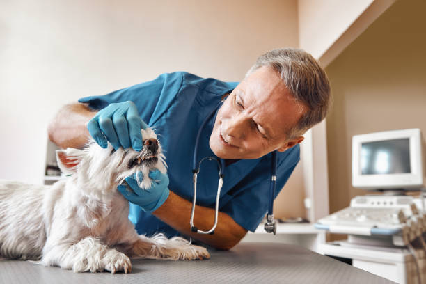Best Emergency Denture Repair in Gatlinburg, TN